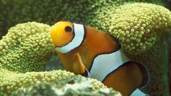 Koralliriutta kuhisee vedenalaista elämää.