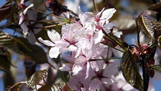 Japani tunnetaan kirsikkapuistaan.