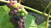 Muurien suojassa kypsyvät viinirypäleet