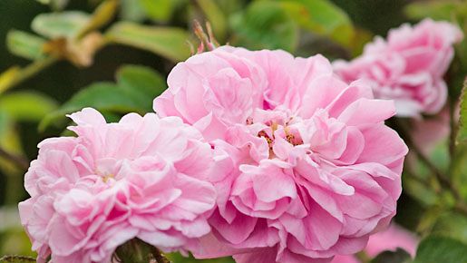 Romanttinen ruusu on puutarhan ikisuosikki. 