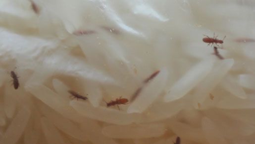 Kuvien perusteella riisipaketissa vipeltävät ötökät voi tunnistaa riisihäröiksi