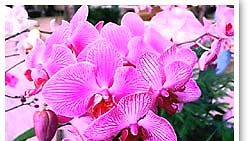Orkidea kukkii noin kaksi kuukautta vuodessa.