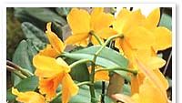 keltainen orkidea
