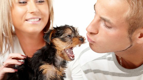 Haukottelevatko koirat samaan aikaan kuin omistajansa?