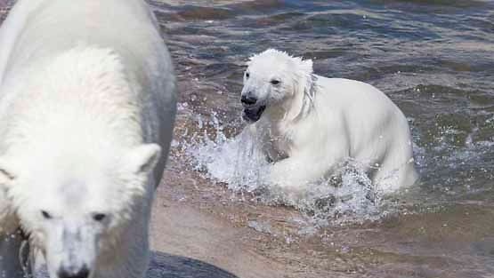 Ranuan eläintarhan uusi jääkarhunpentu leikkii.