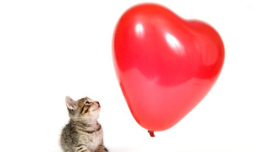 Kissat osaavat varastaa ihmisen sydämen!