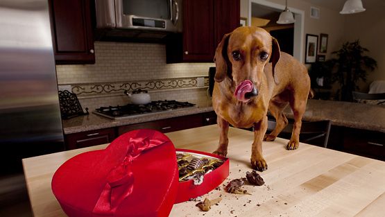 Älä anna koiralle suklaata!