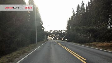 Myrsky kaatoi puita 17.11.2013 Uuraisten ja Jyväskylän välisellä tiellä. Kuva:  Tarja Känänen