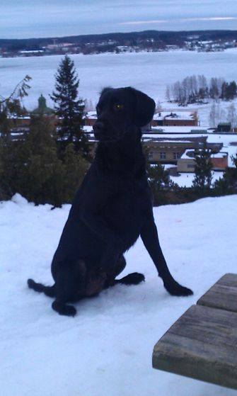 Boby, espanjasta suomeen lennätetty entinen koirakodin asukki testasi kolmen viikon ajan Purina ONEa.