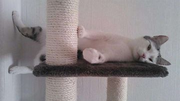 Vili-kissa: "Täs mä löhöilen!" Kuva: Jenna Aaltonen