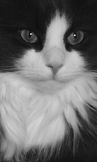 Remu-kissa: "Panda." Kuva: Tiia Lehtovirta