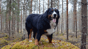 Kyösti-koira: "Pikku-Kyösti kukkulan kuningas!" Kuva: Terhi Leppänen