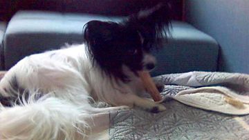 Jofi-koira: "Tässä patukkaa pureskelen..." Kuva: Jari Martikainen