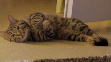 Masu-kissa: "Masua laiskottaa..." Kuva: Mira Nieminen