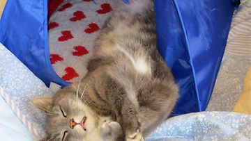 Tyyne-kissa: "Tyyne huilaa kissojen teltassa." Kuva: Sirpa Juhola