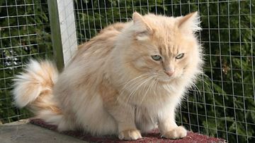 Antennarian Sulttaani -kissa: "Pennut ovat taas maailmalla; Kunhan pääsen tarhasta niin alkaa tapahtua!" Kuva: Juhani Ahokkanen 