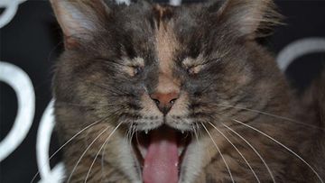 Rontti-kissa: "Rontin haukoitus." Kuva: Anne Aulos 