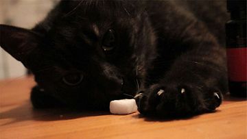 Äijä-kissa: "Äijä ja sokeripala." Kuva: Sirkku Kangas