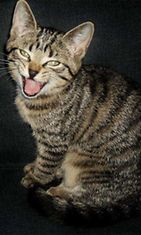 Cella-kissa: Cella-kissalle kerrottiin vitsi, joka nauratti. Kuva: Sonja Jaakonsaari 