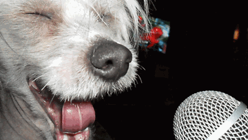 Nuudeli-koira: "Kiinanharjakoira NUUDELI Karaokessa." Kuva: Laila Jansson