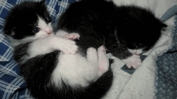 Minttu- ja Aku-kissat: "Vasta 7-viikon ikäiset pikkuiset kisut käymässä nukkumaan." Kuva: Noora Kämppi 