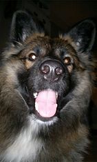 Roni-koira: "Sekarotuinen Roni on ilmeikäs koira josta saa hyviä kuvia!" Kuva: Milka Ristolainen