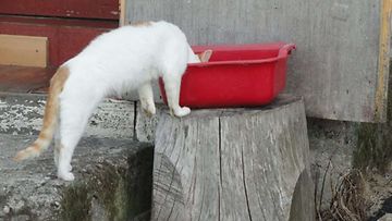 Pilvi-kissa: "Parasta janojuomaa löytyy multaisten käsien pesukiposta" Kuva: Marjo Kannisto