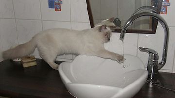 Sissi-kissa: "Onkohan kylpyvesi jo lämmintä :)" Kuva: Kirsi Kivistö