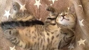 Nimetön-kissa: "Makoisilla unilla. Tämä oli pentu joka viivähti luonani hetken." Kuva: Sari Vatka
