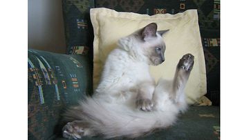 Santeri-kissa: Kunhan lepäilen vähän ja sudin turkkini edustuskuntoon." Kuva: Anneli Kurttio