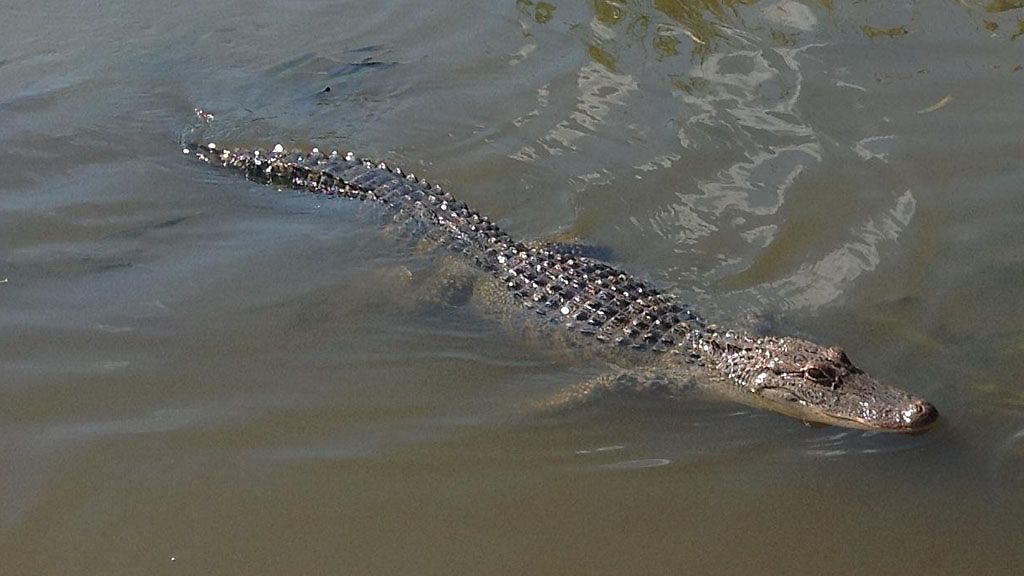 Kuvahaun tulos haulle alligaattori vedessä