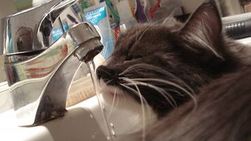 Minni-kissa: "Näin meilläpäin juodaan vettä!" Kuva: K. Koskinen