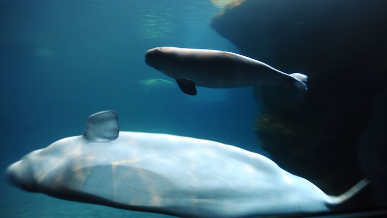 Maitovalaita uiskenteli valastankissa Shedd Aquariumissa Chicagosa Yhdysvalloissa tammikuussa 2010.