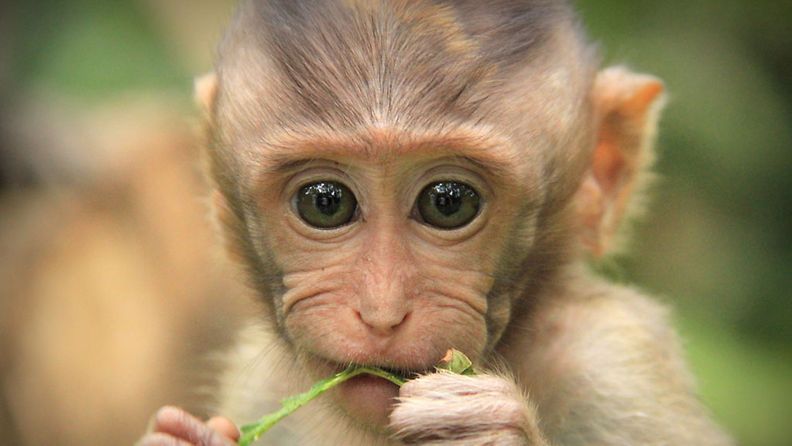 Apinat varastelevat turisteilta Balilla, Indonesiassa.