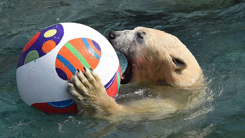 Jääkarhu  Nanuq sai oman pääsiäispallon Hanover Zoossa.