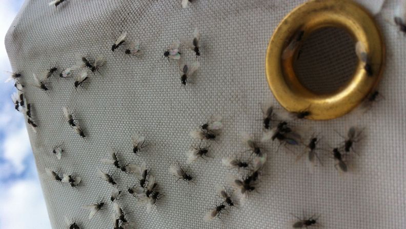 Ihmiset pakenevat lentomuurahaisia Kotkan Meripäivillä.