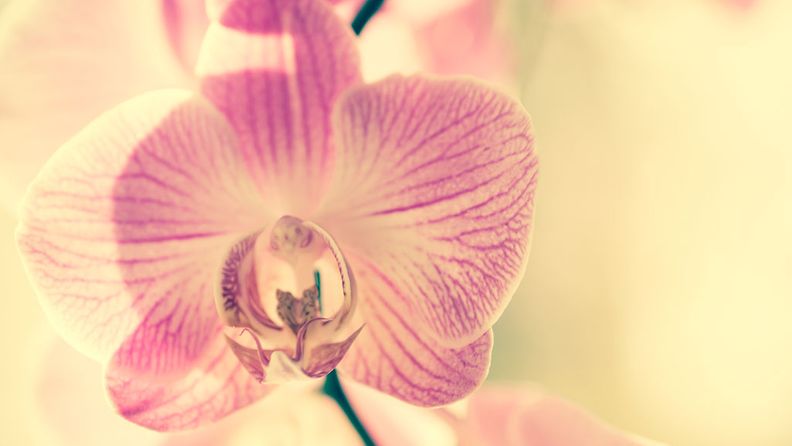 orkidea1