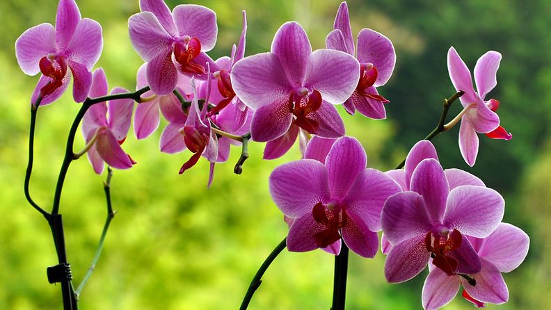 orkidea2