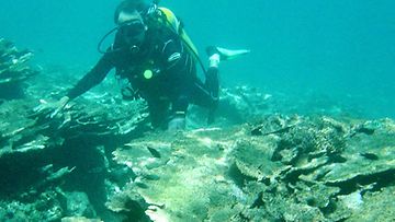 Sukeltaja tutkii Suuren valliriutan korallien tilaa. Kuva: EPA