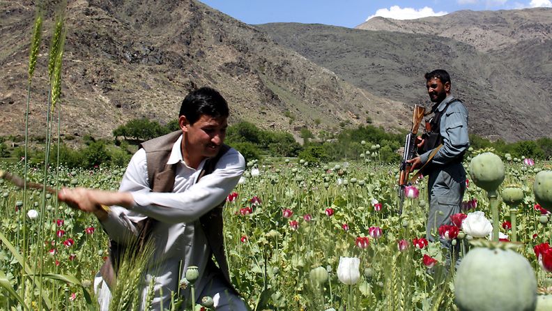 Viranomainen valvoo oopium-unikkojen hävittämistä Afganistanissa 13. huhtikuuta 2013. 