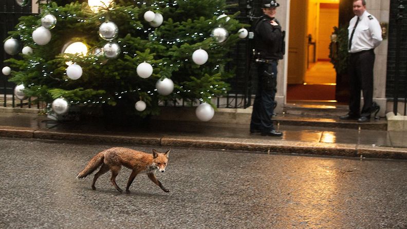 Kettu jolkottelee joulupuun editse Lontoon Downing Streetillä 17.12.2014