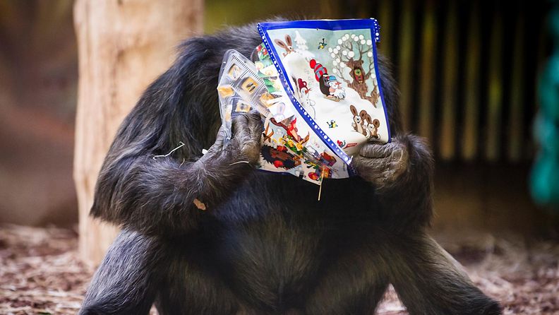 Simpanssi sai joululahjan tsekkiläisessä eläintarhassa