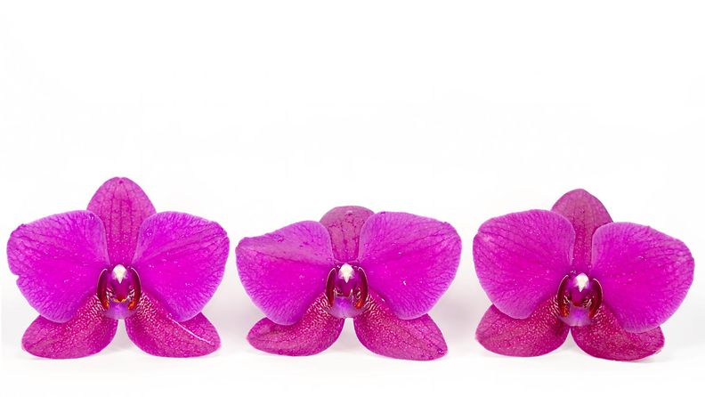 Kolme orkideaa