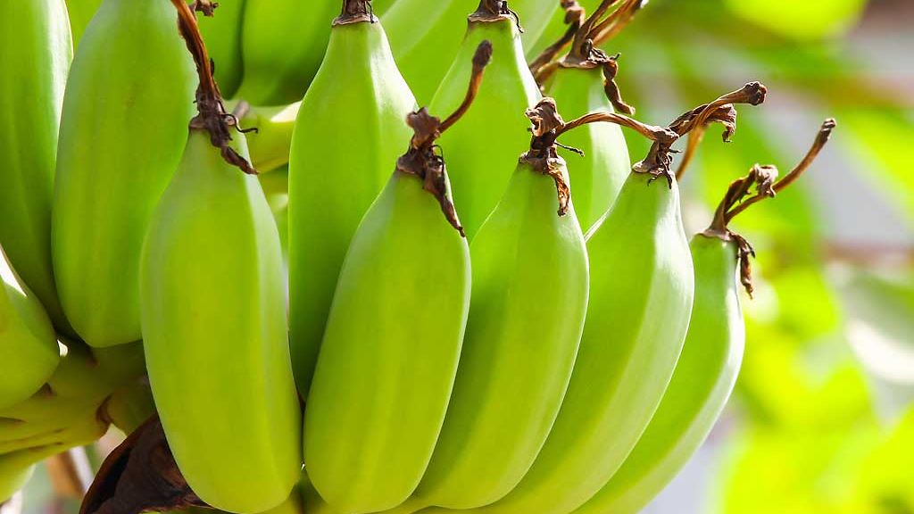 banaanit2