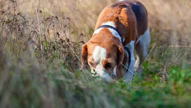Beagle-koira (1)