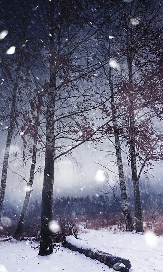 Lumisade metsässä