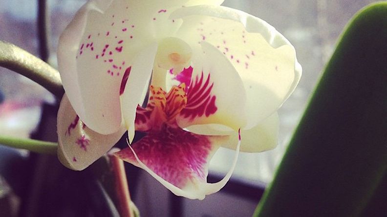 Orkideat kukkivat pienellä vaivalla