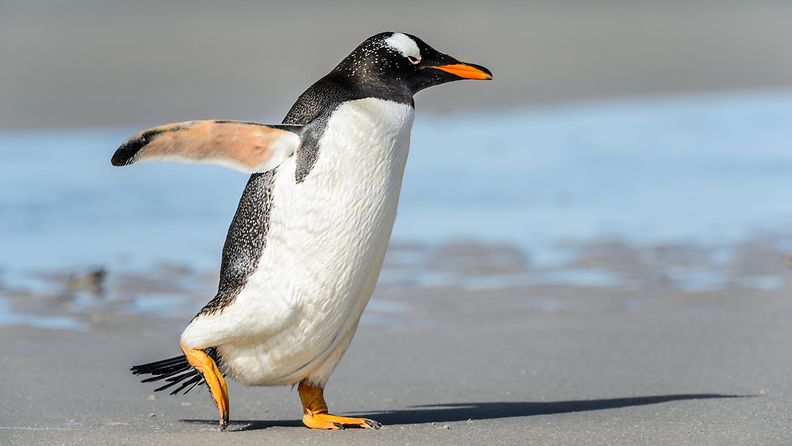pingviini