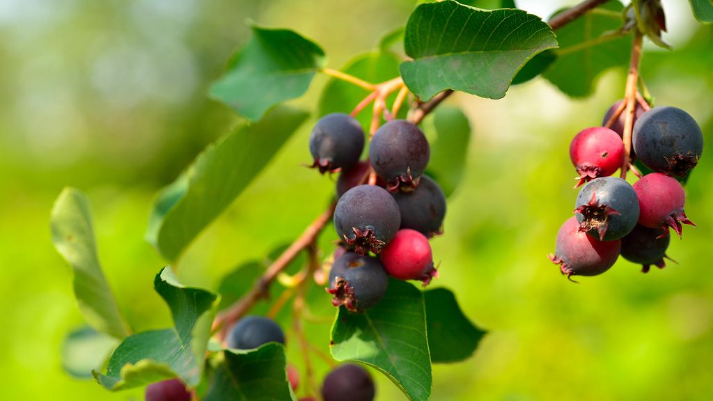 Saskatoon-marja muistuttaa ulkoisesti hieman mustikkaa. Valkokukkainen pensas tai pikkupuu on samalla puutarhan koristekasvi. Copyright: Shutterstock.