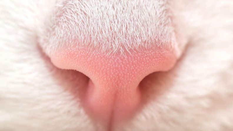 kissan nenä